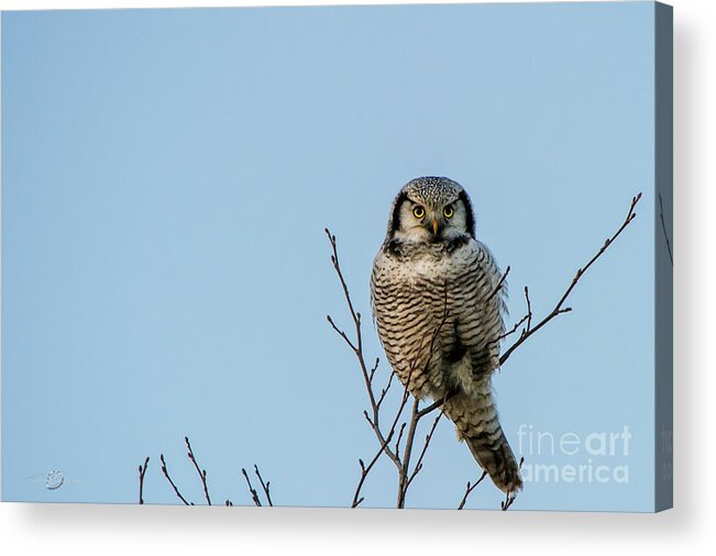 Watching Owl Eyes Acrylic Print featuring the photograph Watching Owl Eyes by Torbjorn Swenelius