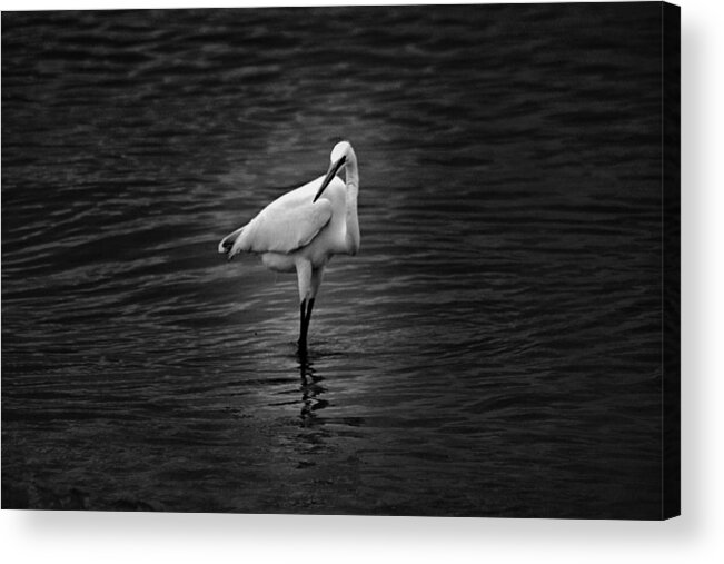 Black And White Acrylic Print featuring the photograph Watching you by Jody Braswell