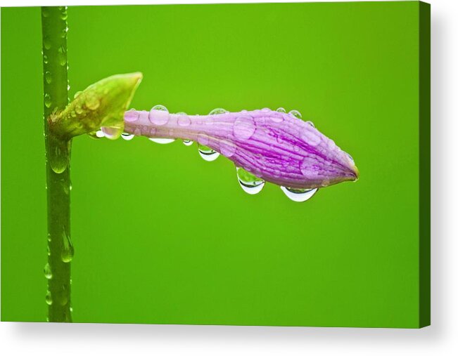 Water Droplets Acrylic Print featuring the photograph Water blessing by Tatiana Travelways