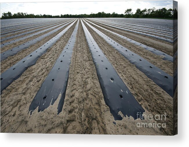 Sandy Soil Acrylic Print featuring the photograph Water Conservation Seedling Beds by Blair Seitz