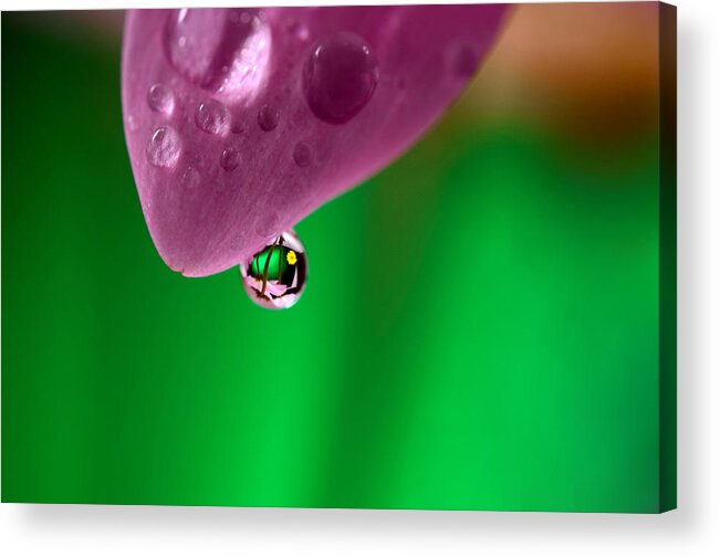 Water Drops Acrylic Print featuring the photograph Water Drop Reflections With Purple by Laura Mountainspring