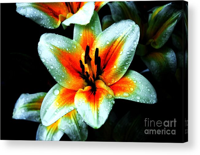 Lily Acrylic Print featuring the photograph Water Droplet Covered White Lily by Andee Design