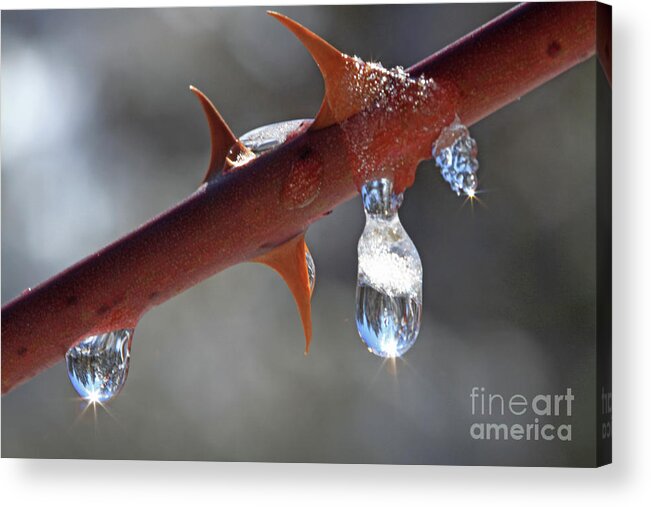 Water Droplets Acrylic Print featuring the photograph Water Droplets by Gary Wing