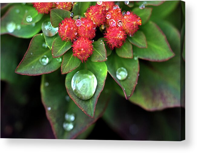 Rain Drop Acrylic Print featuring the photograph Water Drops on Christmas Flower by Crystal Wightman