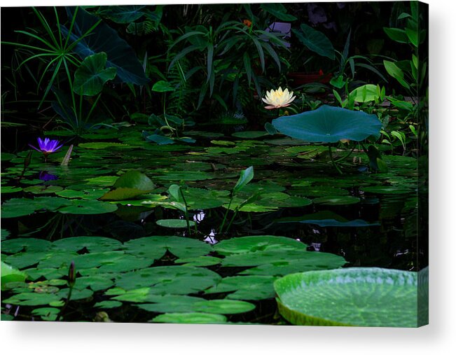 Bonnie Follett Acrylic Print featuring the photograph Water Lilies in the Pond by Bonnie Follett