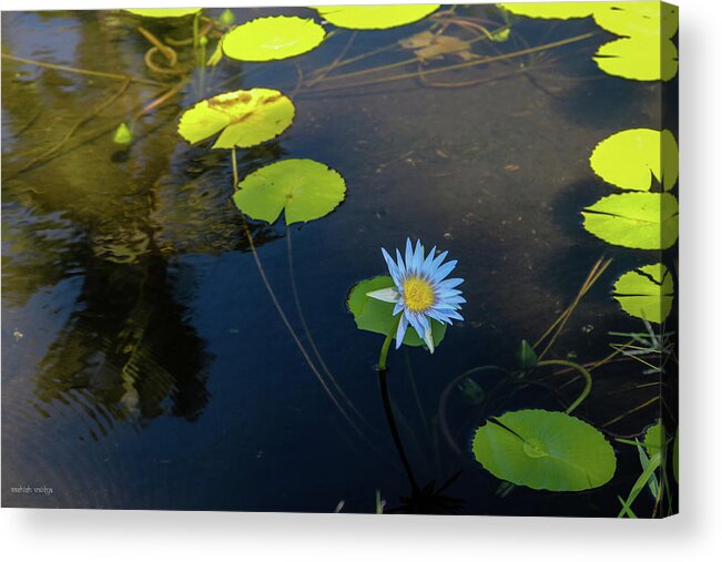 Water Lily Acrylic Print featuring the photograph Water Lily by Aashish Vaidya