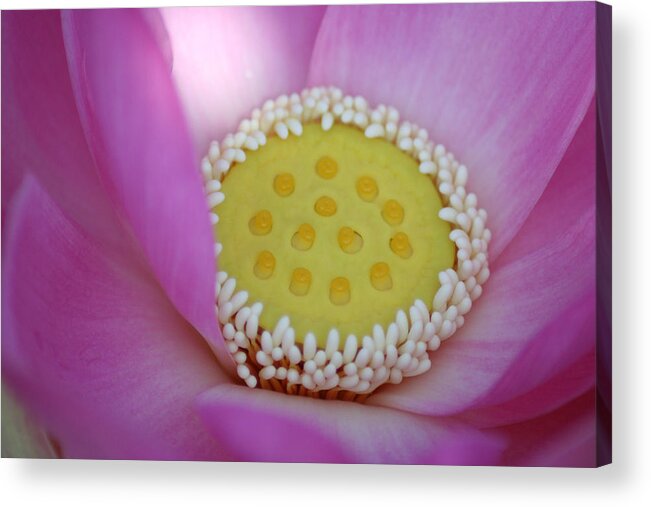 Flower Acrylic Print featuring the photograph Water Lily Center by Anita Parker