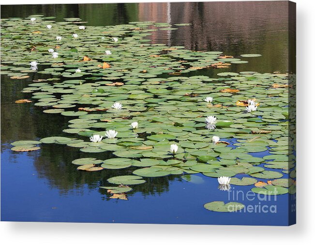 Water Acrylic Print featuring the photograph Water Lily Pond by Carol Groenen