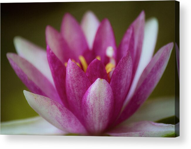 Nature Acrylic Print featuring the photograph Water Lily by Teresa Wilson