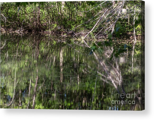 Swamp Acrylic Print featuring the photograph Water Reflection by William Norton