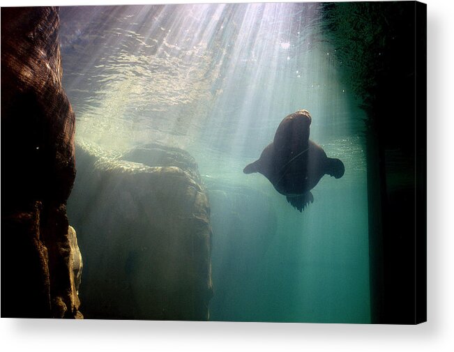 Memphis Zoo Acrylic Print featuring the photograph Water World by DArcy Evans