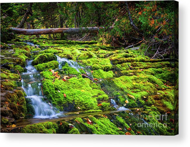 Waterfall Acrylic Print featuring the photograph Waterfall over mossy rocks by Elena Elisseeva