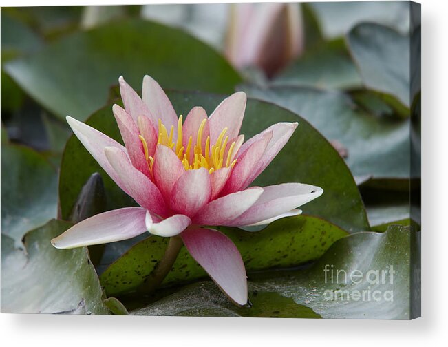 Waterlily Acrylic Print featuring the photograph Waterlily by Michal Boubin