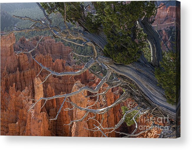 Tree Acrylic Print featuring the photograph Weathered and worn tree in the canyon by Dan Friend