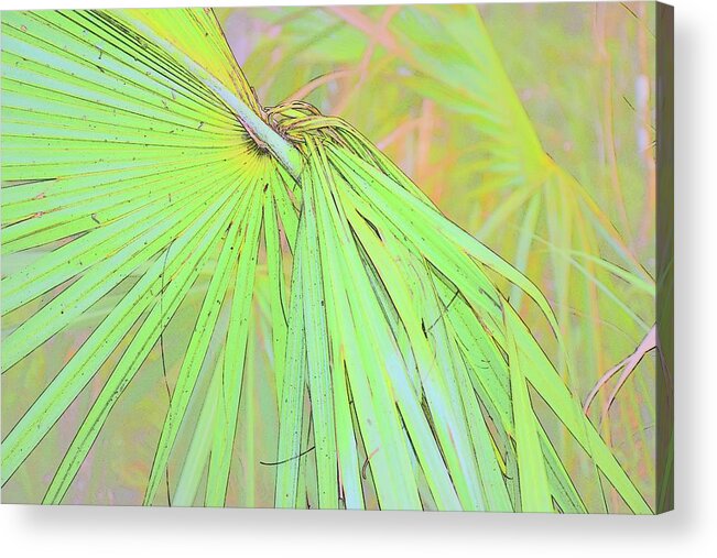 Artistic Acrylic Print featuring the photograph Weave Me A Palm by Florene Welebny