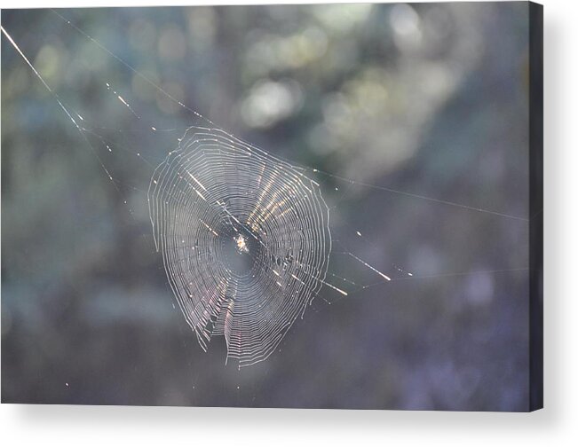 Spider Acrylic Print featuring the photograph Web Reflections by Rich Bodane