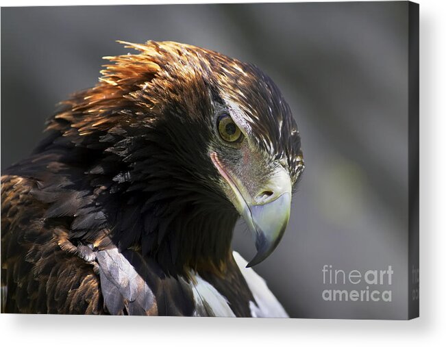 Wedge Tail Tailed Eagle South Australiaaustralian Wildlife Bird Of Prey Raptor Portrait Hunter Acrylic Print featuring the photograph Wedge Tail Eagle by Bill Robinson