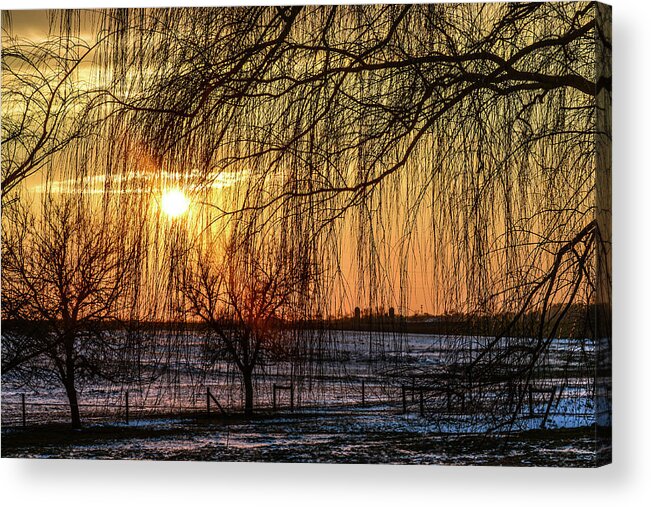 Willow Trees Acrylic Print featuring the photograph Weeping Willows Sunset by Tana Reiff