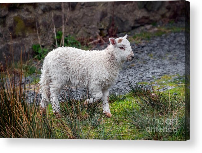 Welsh Sheep Acrylic Print featuring the photograph Welsh Lamb by Adrian Evans