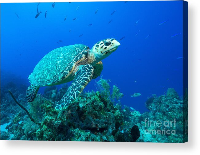 Hawksbill Turtle Acrylic Print featuring the photograph West Caicos Traveler by Aaron Whittemore