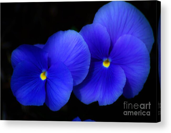 Flowers Acrylic Print featuring the photograph West Virginia flower 1 by Merle Grenz