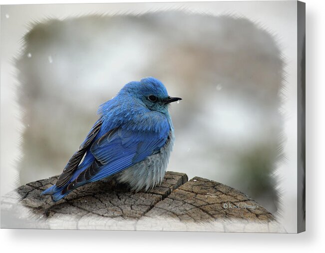 Western Bluebird Acrylic Print featuring the photograph Mountain Bluebird on Cold Day by Kae Cheatham