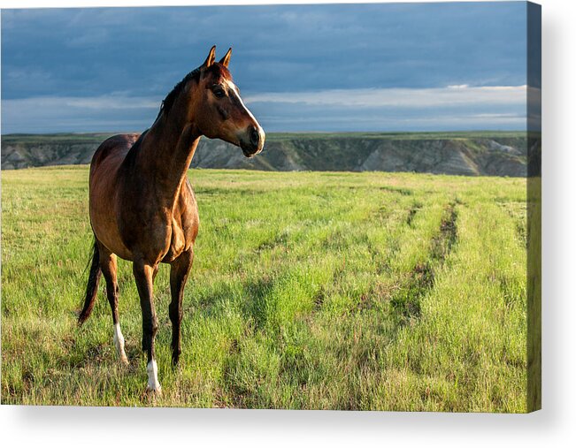 Prairie Acrylic Print featuring the photograph Western Stallion by Todd Klassy