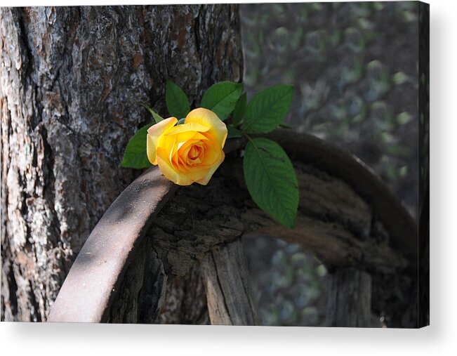 Rose Acrylic Print featuring the photograph Western Yellow Rose II by Jody Lovejoy