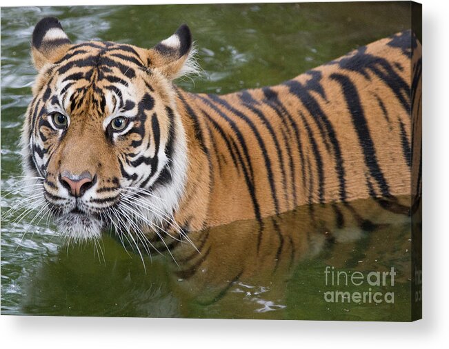 Tiger Acrylic Print featuring the photograph Wet and Wild 2 by Chris Scroggins
