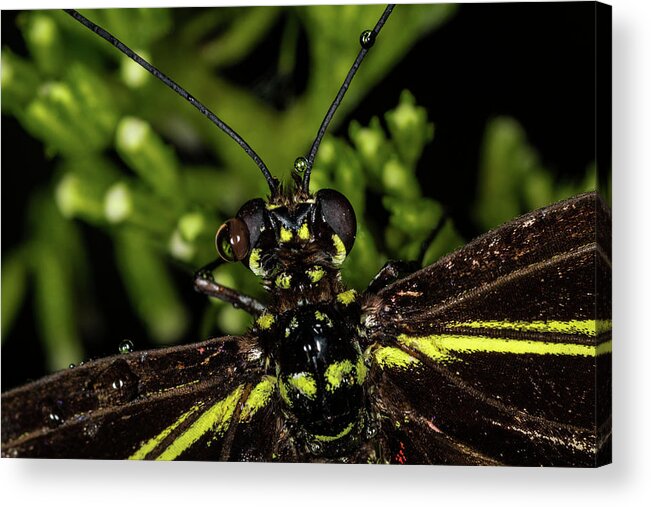 Jay Stockhaus Acrylic Print featuring the photograph Wet Butterfly by Jay Stockhaus