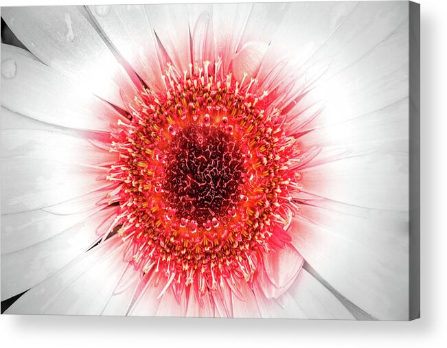 Gerbera Acrylic Print featuring the photograph Wet Gerbera with Splash of Color by Don Johnson
