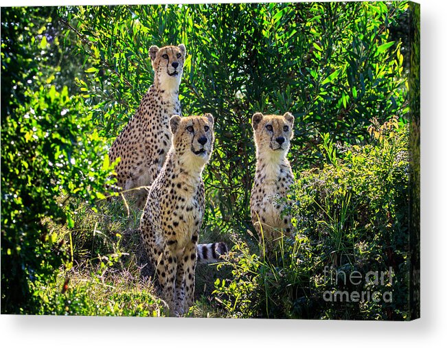 Cheetah Acrylic Print featuring the photograph What are You Looking At? by Jennifer Ludlum