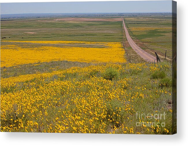 Yellow Wildflowers Acrylic Print featuring the photograph What Lies Ahead by Jim Garrison