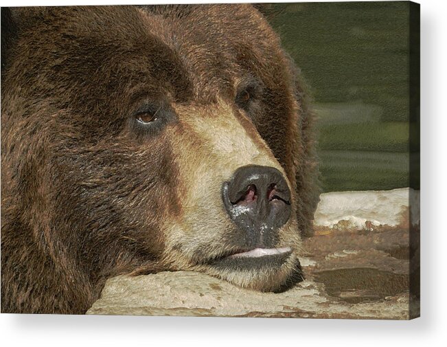 Animals Acrylic Print featuring the photograph What to do What to do by Ernest Echols
