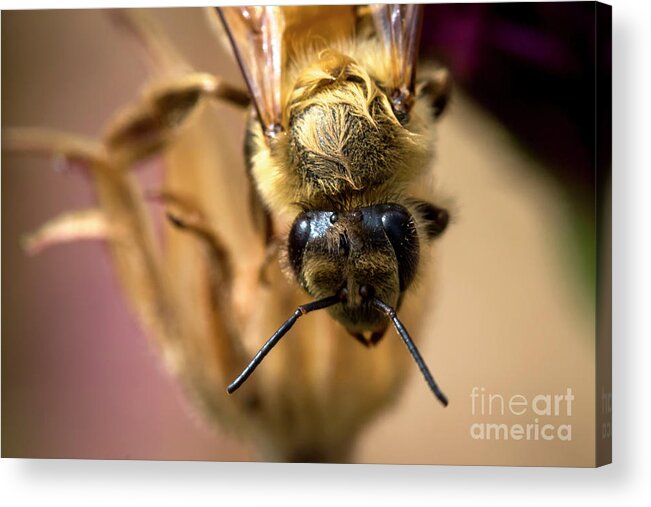 Frontal Acrylic Print featuring the photograph What're you looking at? by Shawn Jeffries
