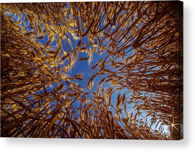 Wheat Bug's Eye Fisheye Barley Grain Sky Looking Up Blue Gold Nd North Dakota Farming Agriculture Harvest Golden Amber Waves Acrylic Print featuring the photograph Wheat - Bugs eye view by Peter Herman