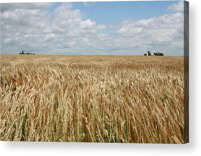 Wheat Farms Acrylic Print featuring the photograph Wheat Farms by Dylan Punke