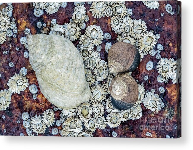 2018 Acrylic Print featuring the photograph Whelk-Periwinkle-Barnacle Focus Stack by Craig Shaknis
