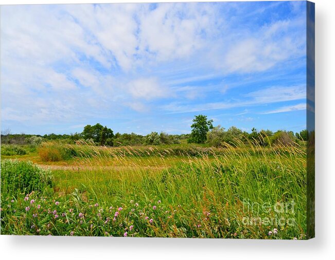 Landscape Acrylic Print featuring the photograph Where Birds Fly by Dani McEvoy
