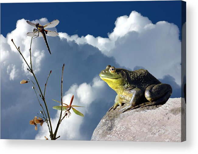 Frog Acrylic Print featuring the photograph Where Dragonflies Grow on Trees by Barbara White