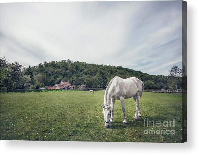 Animal Acrylic Print featuring the photograph Where The Green Grass Grows by Evelina Kremsdorf