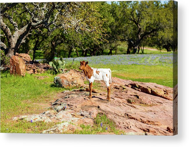 African Breed Acrylic Print featuring the photograph Where's My Mother? by Raul Rodriguez