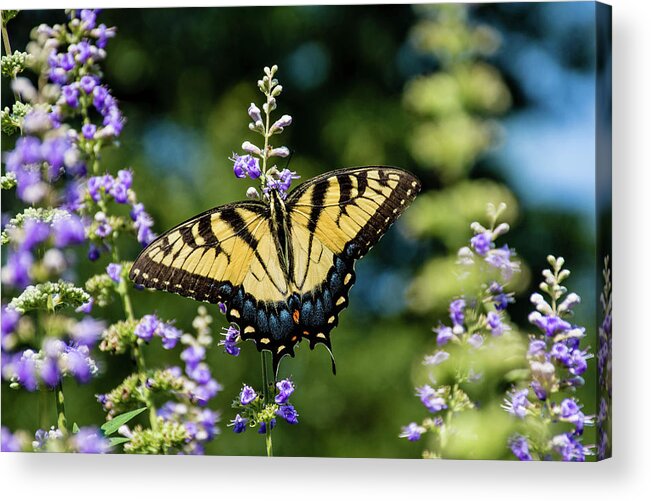 Nature Acrylic Print featuring the photograph Whisper of Wings by Rebecca Higgins