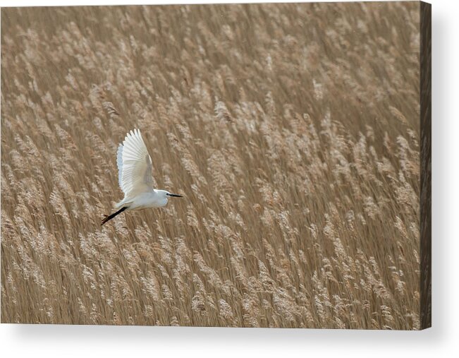 Little Egret Acrylic Print featuring the photograph White and Gold by Wendy Cooper