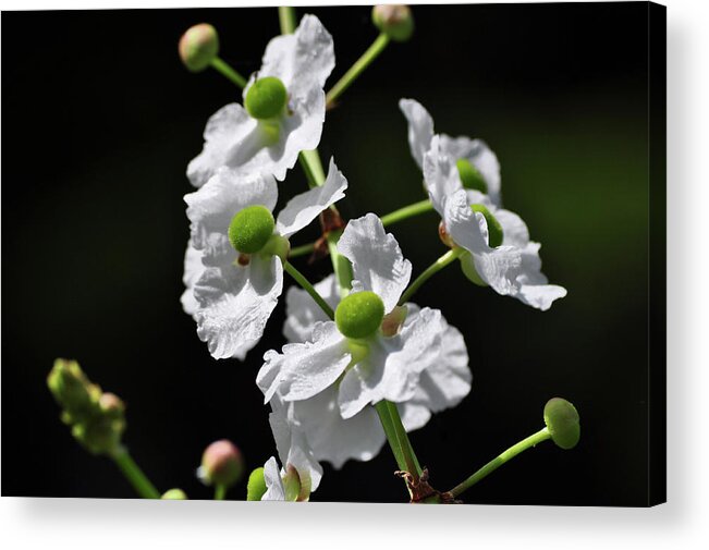 White Acrylic Print featuring the photograph White and Green Wildflowers by Frances Ann Hattier
