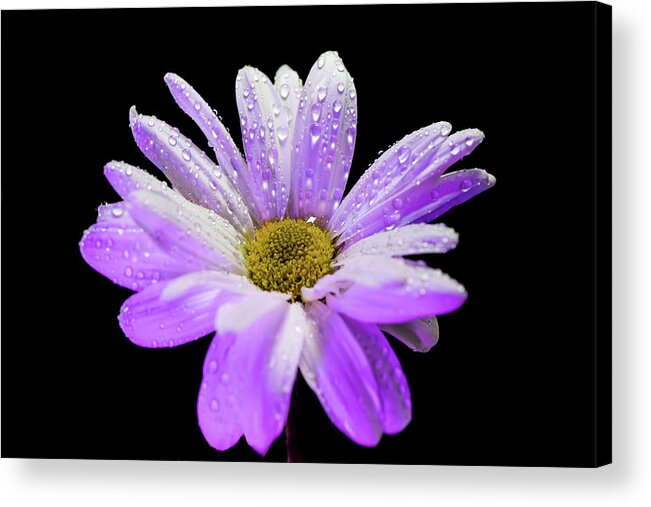 White Acrylic Print featuring the photograph White and purple glow daisy flower by Lilia S
