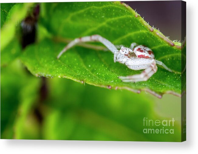 2018 Acrylic Print featuring the photograph White and Red Crab Spider on Mint by Shawn Jeffries