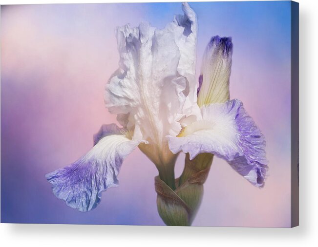 White Bearded Iris Acrylic Print featuring the photograph White Bearded Iris by Cindi Ressler