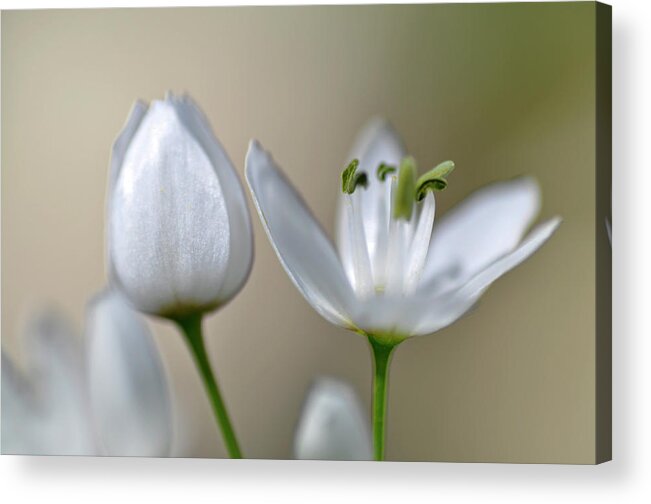 Lachish Acrylic Print featuring the photograph White Blossom 1 by Dubi Roman