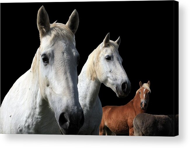 Horses Acrylic Print featuring the photograph White Camargue Horses On Black Background by Aidan Moran